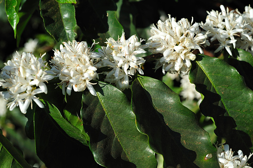 Coffee Blossom in Brazil