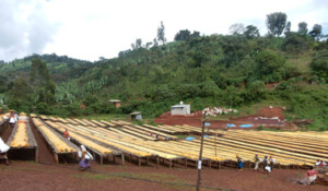 Our Coffee Farmers